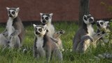 Ke zvířatům blíž: Brněnská zoo pustí návštěvníky k lemurům, žirafám a tapírům