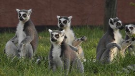 Brněnská zoo začala od letních prázdnin nabízet setkání s exotickými lemury.