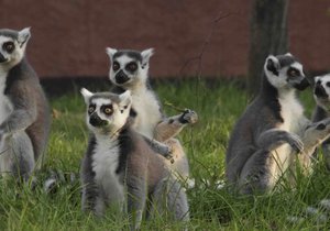 Brněnská zoo začala od letních prázdnin nabízet setkání s exotickými lemury.