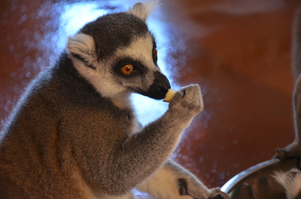 Brněnská zoo začala od letních prázdnin nabízet setkání s exotickými lemury.