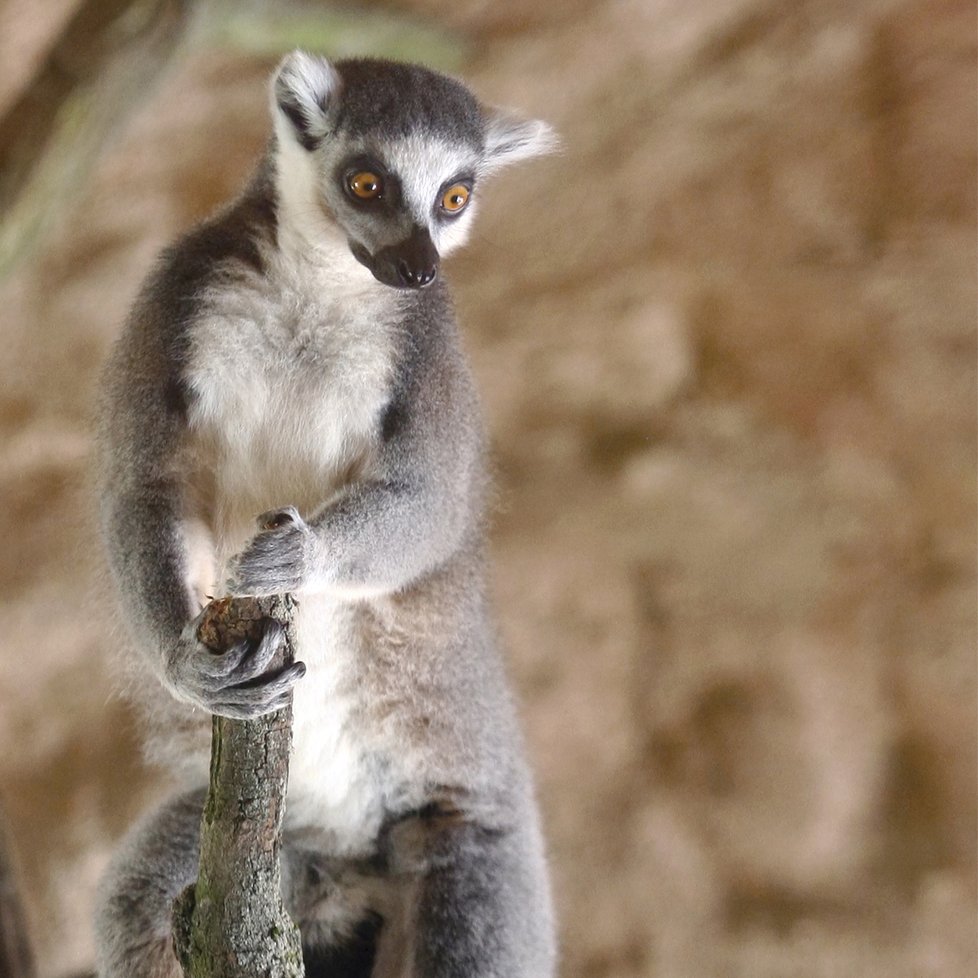 Brněnská zoo začala od letních prázdnin nabízet setkání s exotickými lemury.