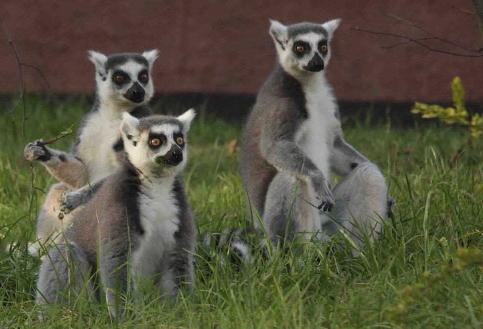 Brněnská zoo začala od letních prázdnin nabízet setkání s exotickými lemury.