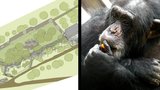 Šimpanzi Fáben, Gina a Maryška se stěhují do Hodonína: V zoo Brno jim budují nový "bejvák"