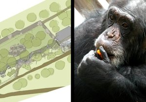 Šimpanzi z Brna se dočasně přestěhují do azyl v Hodoníně. Po dobu jejich nepřítomnosti se jejich areál v Brně změní k nepoznání.