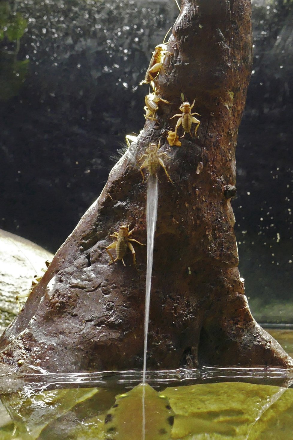 Brněnská zoo získala rybí pistolníky. Stříkouni totiž své oběti doslova sestřelují proudem vody.