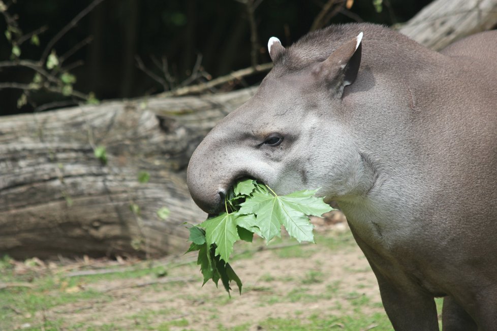 Brněnská zoo začala od letních prázdnin nabízet setkání s exotickými tapíry