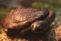 Unikát brněnské zoo: Jako první v bývalém Československu odchovala vzácné želvy