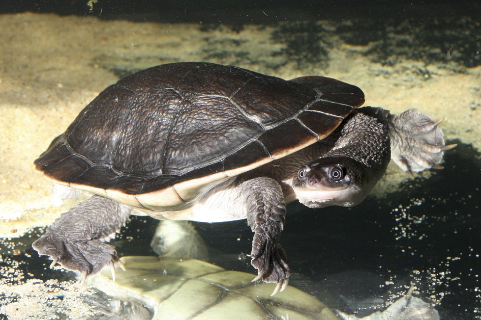 Brněnská zoo chovala až dosud jednoho chovného samce a dvě samice želvy dlouhokrčky McCordovy.