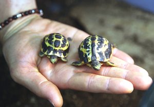 Brněnská zoo hlásí přírůstek u želv pavoukovitých. Mládě měří asi 3,5 centimetru, o rok starší sourozenec jen o 5 milimetrů víc.