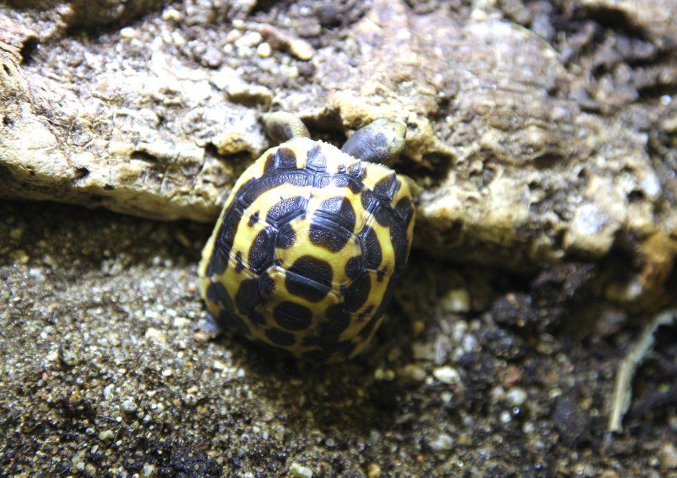 Brněnská zoo hlásí přírůstek u želv pavoukovitých. Mládě měří asi 3,5 centimetru, o rok starší sourozenec jen o 5 milimetrů víc.