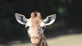 Zoo Brno přišlo o ikonu: Žirafa Janette přestala chodit a žrát, museli ji utratit