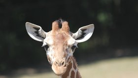 Zoo Brno přišlo o ikonu: Žirafa Janette přestala chodit a žrát, museli ji utratit