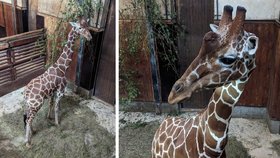 Brno už má žirafího samce: Na Khariho čekalo dva roky