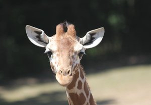  Žirafy v brněnské zoo.