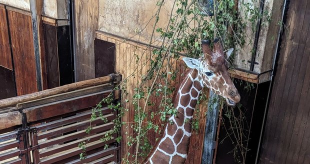 Brno se po letech čekání dočkalo žirafího samce.