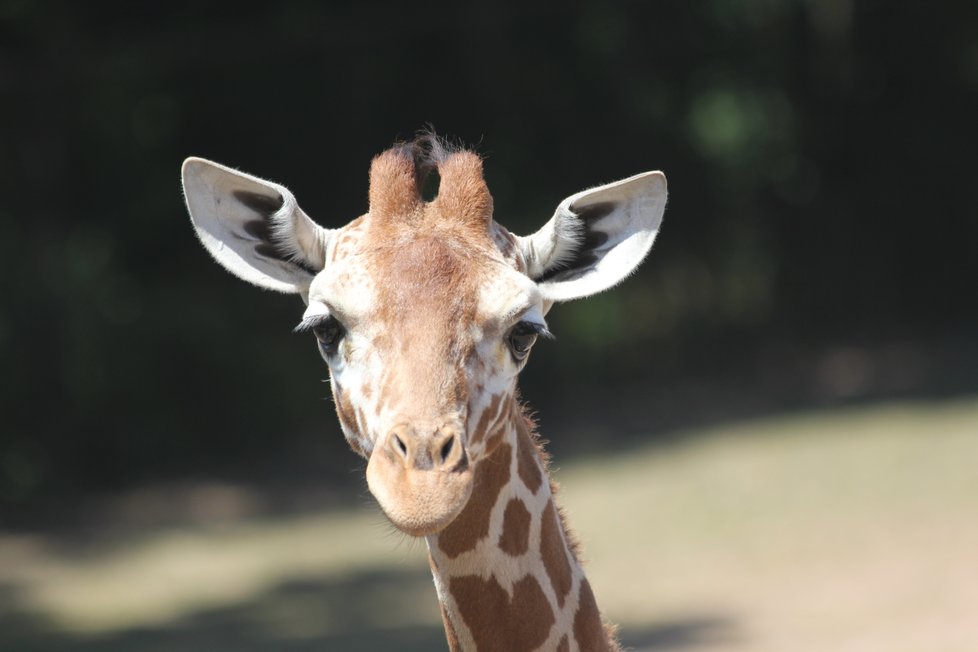 Brněnská zoo začala od letních prázdnin nabízet setkání s exotickými žirafami