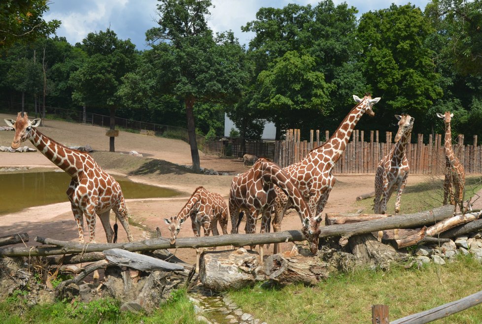 Brněnská zoo začala od letních prázdnin nabízet setkání s exotickými žirafami