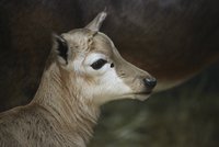 V Brně poprvé odchovali buvolce běločelého: Samička Agnes se řídí bučením a všechno zkoumá