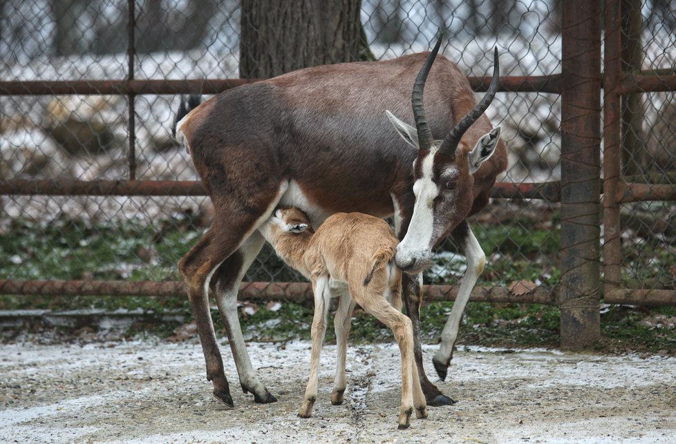 V brněnské zoo se narodilo první mládě roku 2019, je jím samička buvolce běločelého. Jde o první odchov tohoto druhu v Brně.