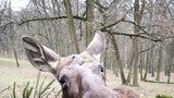Patnáct stovek stromků spořádají zvířata z brněnské zoo: Nejvíc šmakují žirafám a losům