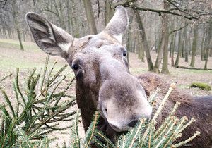 Brněnská zoo dostala 1,5 tisíce neprodaných vánočních stromků. Pochutnávají si na nich hlavně losi, sobi, bizoni a žirafy.