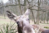 Patnáct stovek stromků spořádají zvířata z brněnské zoo: Nejvíc šmakují žirafám a losům