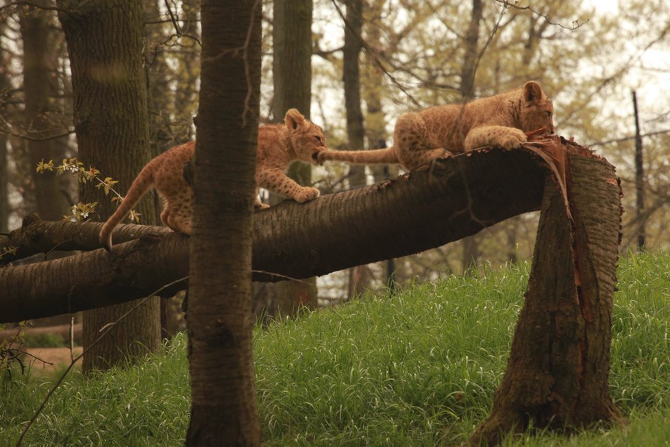 Brněnská zoo si v roce 2018 připsala rekordní počet 330 tisíc návštěvníků. Nejvíce lákala mláďata lvíčat.