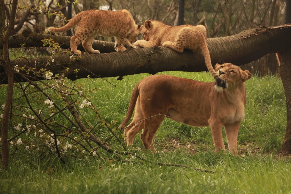 Brněnská zoo si v roce 2018 připsala rekordní počet 330 tisíc návštěvníků. Nejvíce lákala mláďata lvíčat.