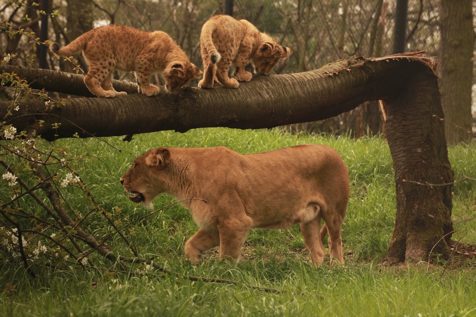 Brněnská zoo si v roce 2018 připsala rekordní počet 330 tisíc návštěvníků. Nejvíce lákala mláďata lvíčat.