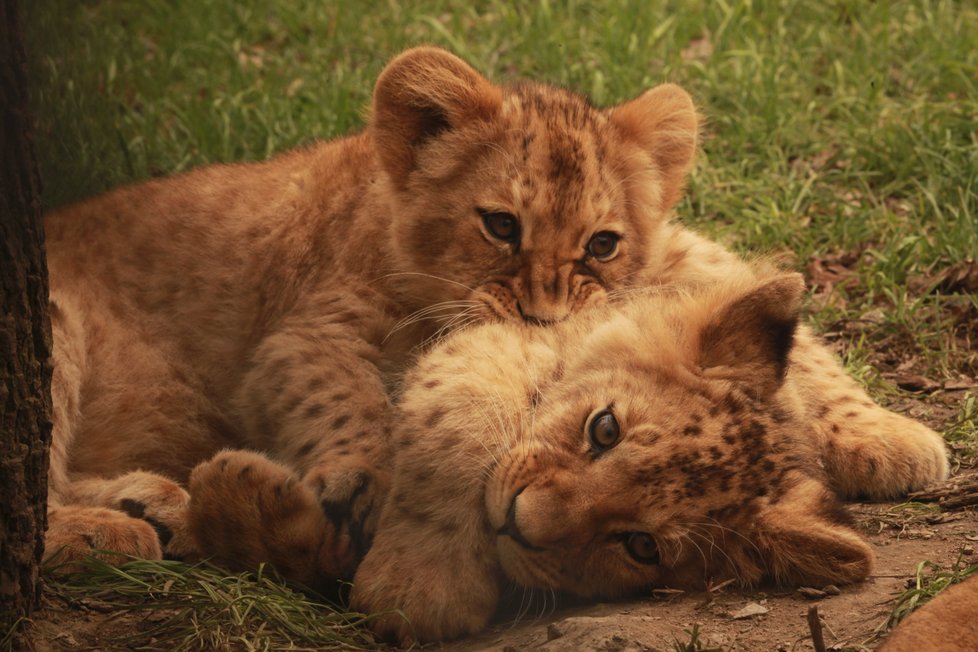 Brněnská zoo si v roce 2018 připsala rekordní počet 330 tisíc návštěvníků. Nejvíce lákala mláďata lvíčat.