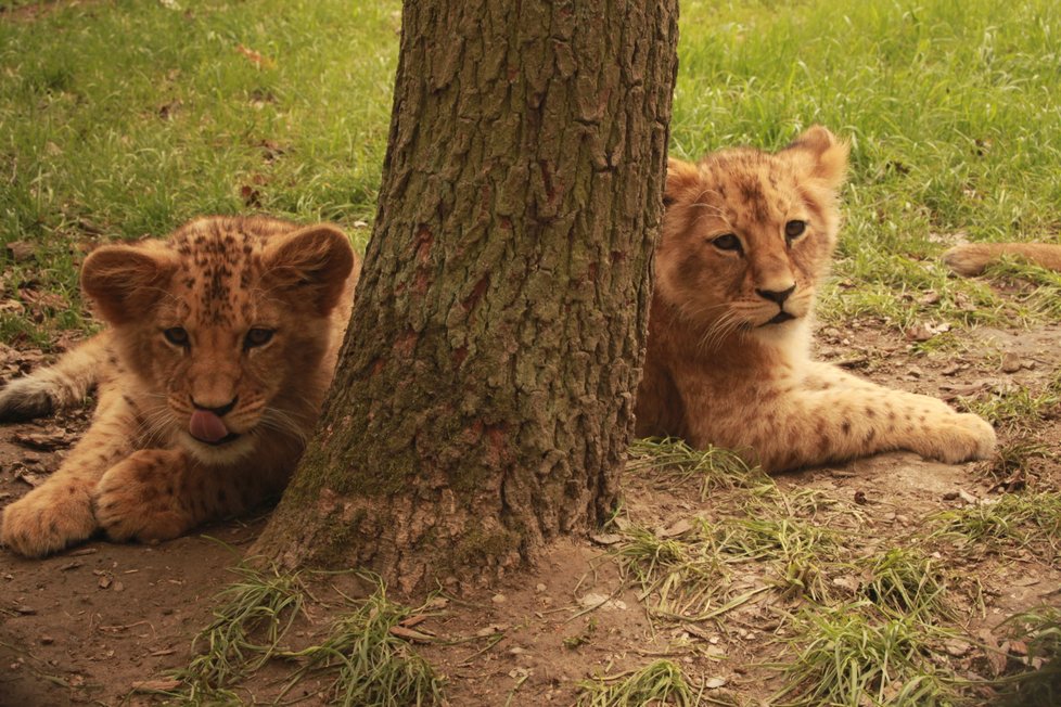 Brněnská zoo si v roce 2018 připsala rekordní počet 330 tisíc návštěvníků. Nejvíce lákala mláďata lvíčat.