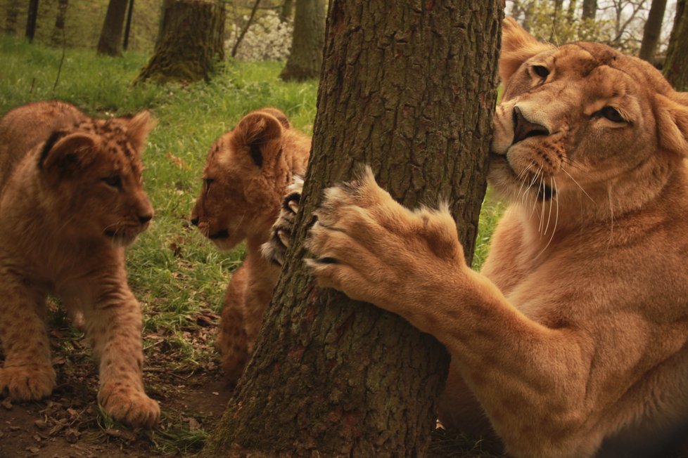 Brněnská zoo si v roce 2018 připsala rekordní počet 330 tisíc návštěvníků. Nejvíce lákala mláďata lvíčat.