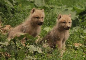 Velmi živo je v brněnské zoo u vlků arktických, narodila se tam hned 4 vlčata.