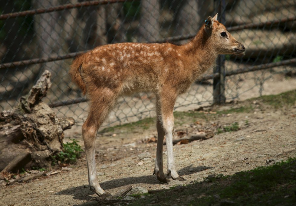 Hned dvě mláďata hlásí brněnská zoo u jelenů milu.