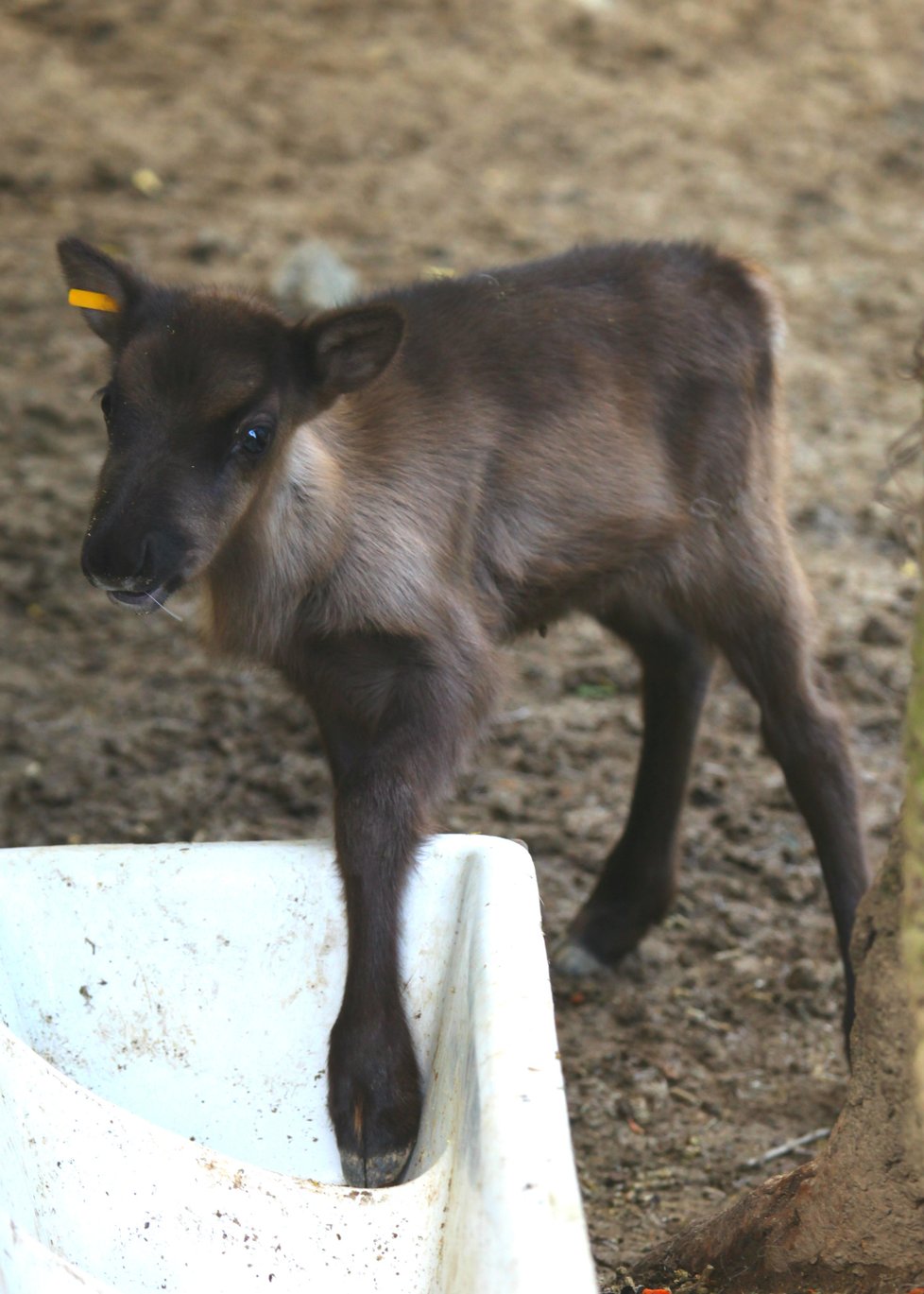 Hned 4 nové členy hlásí brněnská zoo od stáda sobů, narodili se tři holky a jeden kluk.