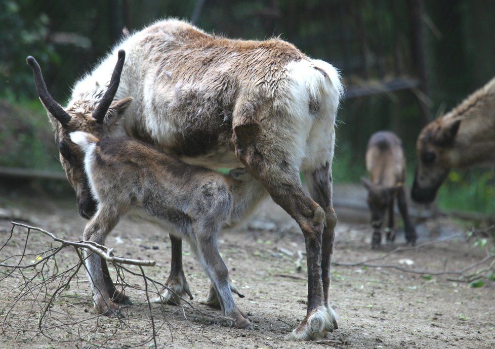 Hned 4 nové členy hlásí brněnská zoo od stáda sobů, narodili se tři holky a jeden kluk.