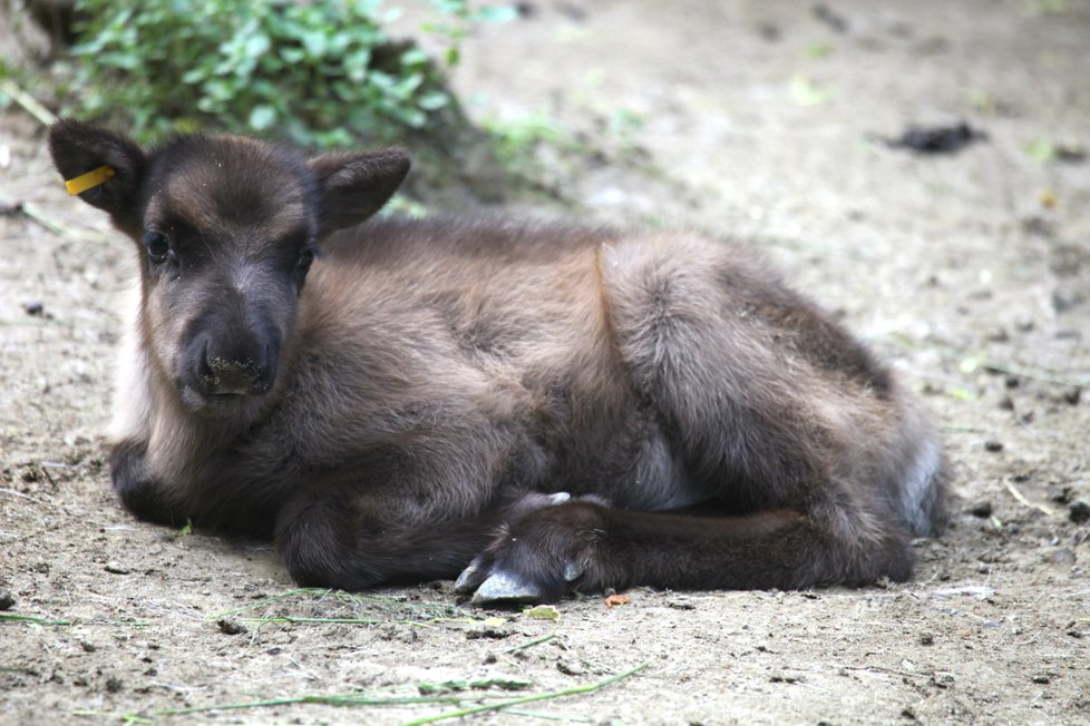 Hned 4 nové členy hlásí brněnská zoo od stáda sobů, narodili se tři holky a jeden kluk.