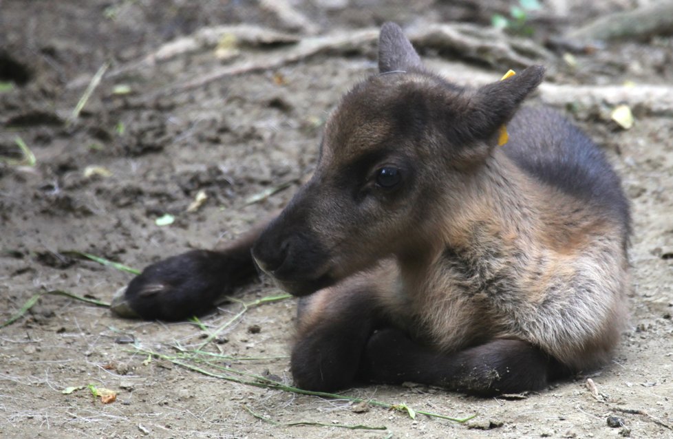 Hned 4 nové členy hlásí brněnská zoo od stáda sobů, narodili se tři holky a jeden kluk.