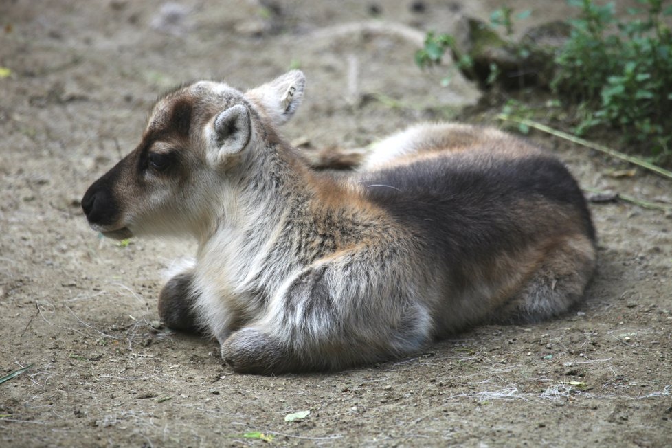 Hned 4 nové členy hlásí brněnská zoo od stáda sobů, narodili se tři holky a jeden kluk.