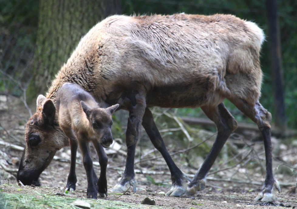 Hned 4 nové členy hlásí brněnská zoo od stáda sobů, narodili se tři holky a jeden kluk.