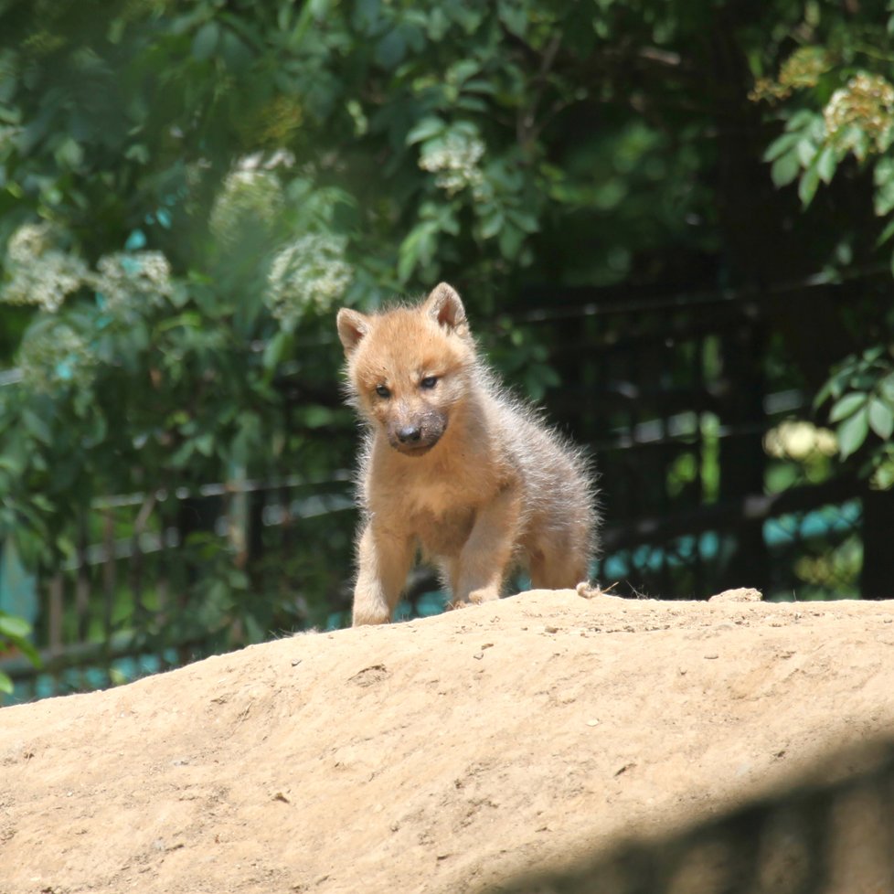 Velmi živo je v brněnské zoo u vlků arktických, narodila se tam hned 4 vlčata.