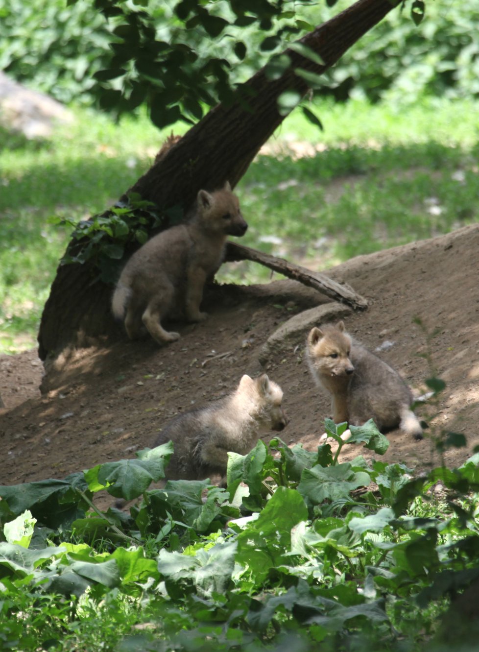 Velmi živo je v brněnské zoo u vlků arktických, narodila se tam hned 4 vlčata.