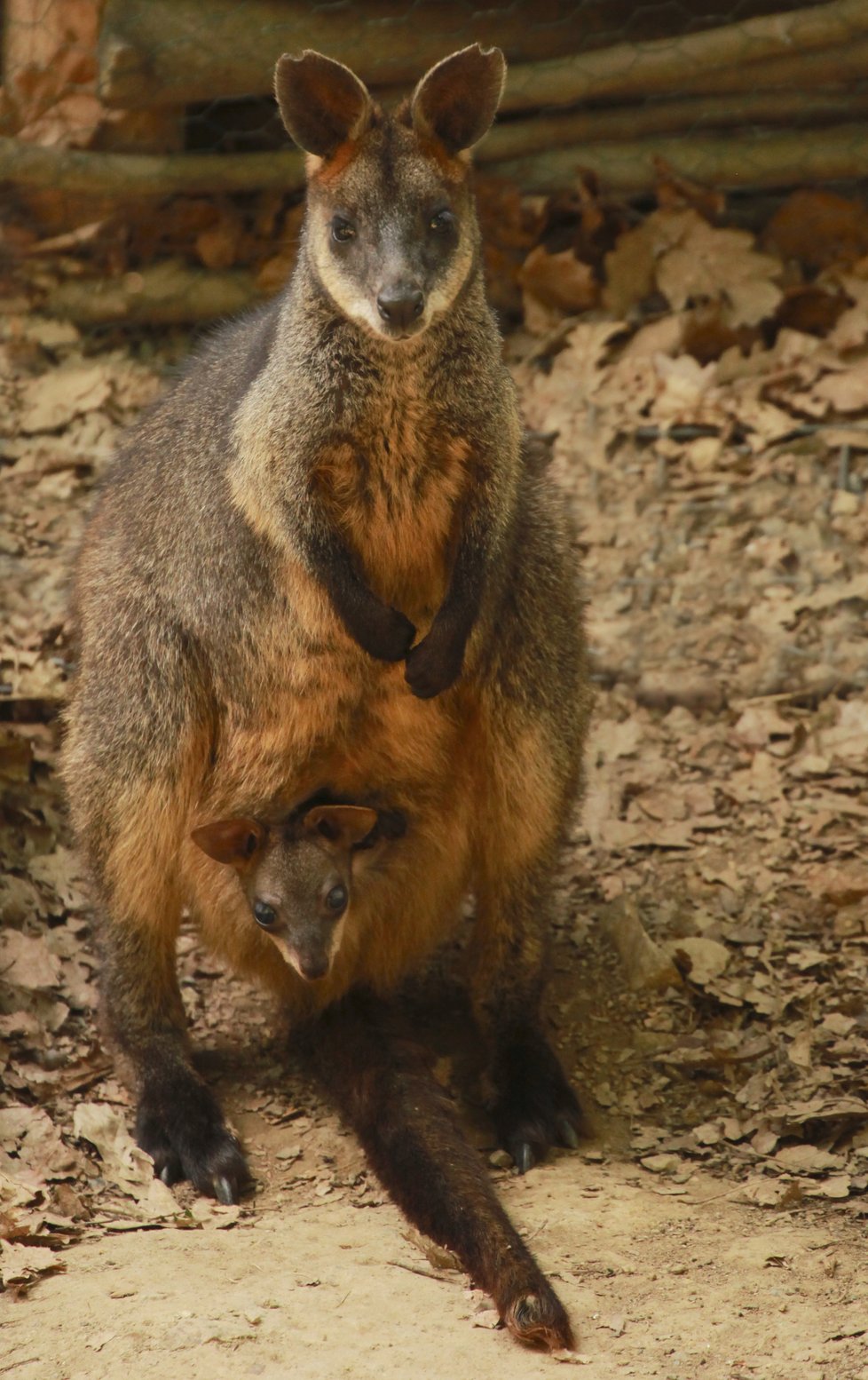 Mládě klokana bahenního se v brněnské zoo narodilo už v září loňského roku, vidět je ale až nyní.