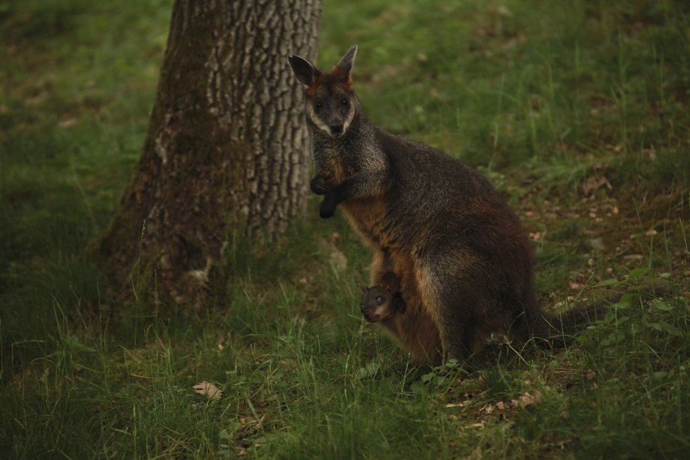 Mládě klokana bahenního se v brněnské zoo narodilo už v září loňského roku, vidět je ale až nyní.