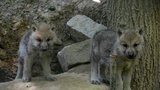 Brněnská zoo přivedla na svět téměř 200 mláďat, potěšili hlavně rosomáci a vlci
