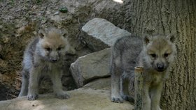 V květnu 2016 přišli v brněnské zoo na svět vlci arktičtí.
