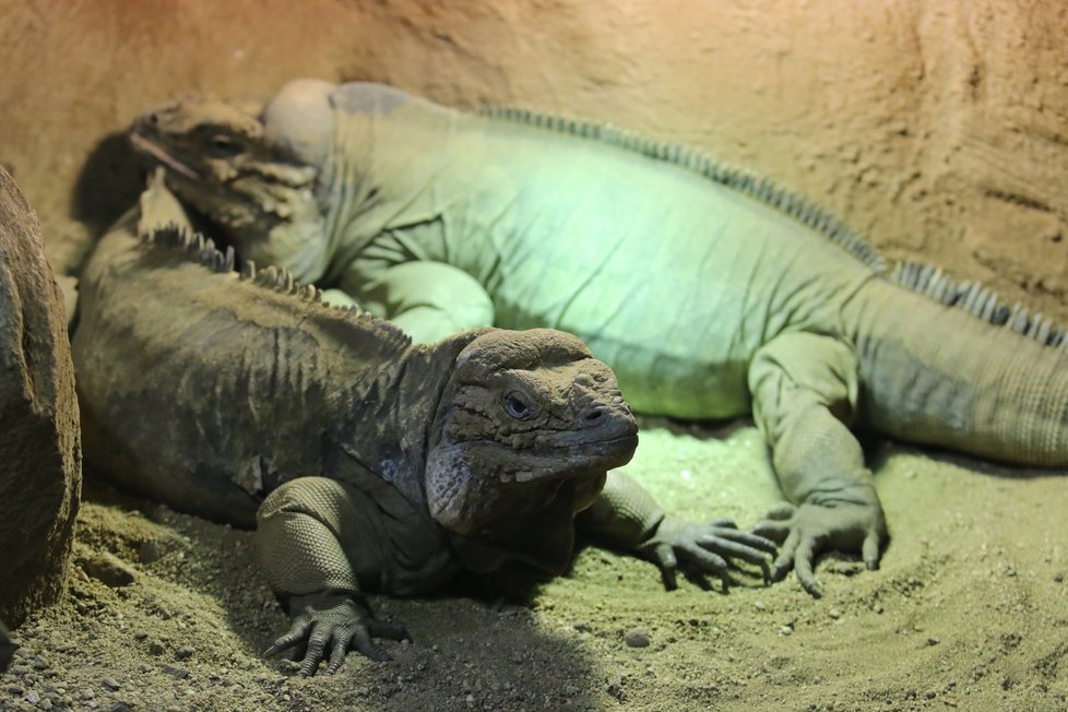 V tropickém království 2 brněnské zoo mohou návštěvníci vidět i velké ještěry.