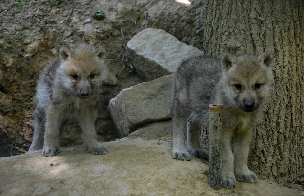 V květnu 2016 přišli v brněnské zoo na svět vlci arktičtí.
