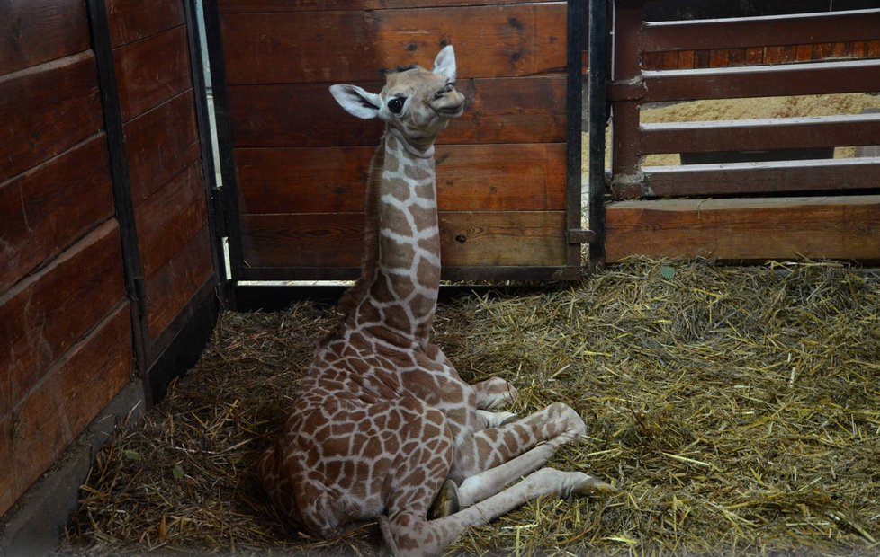 Druhé letošní mládě žirafy síťované přišlo v brněnské zoo na svět 10. října 2016.