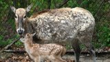 Brněnská zoo má vzácný přírůstek: Narodil se v ní jelen, který už ve volné přírodě vyhynul!